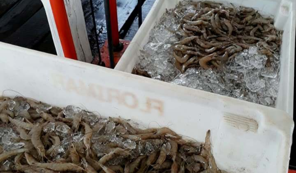 SÃO LOURENÇO DO SUL: REUNIÃO DEBATE PARÂMETROS PARA A COMERCIALIZAÇÃO DO PESCADO
